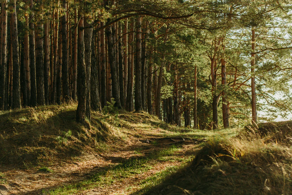 Re-Connecting Nature